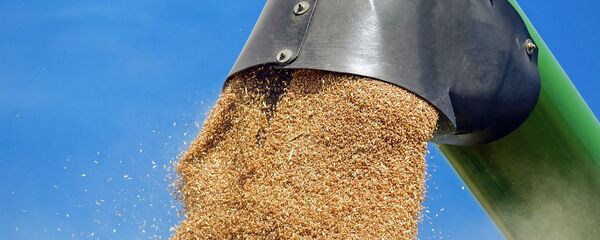 Cosecha de trigo - Sputnik Mundo