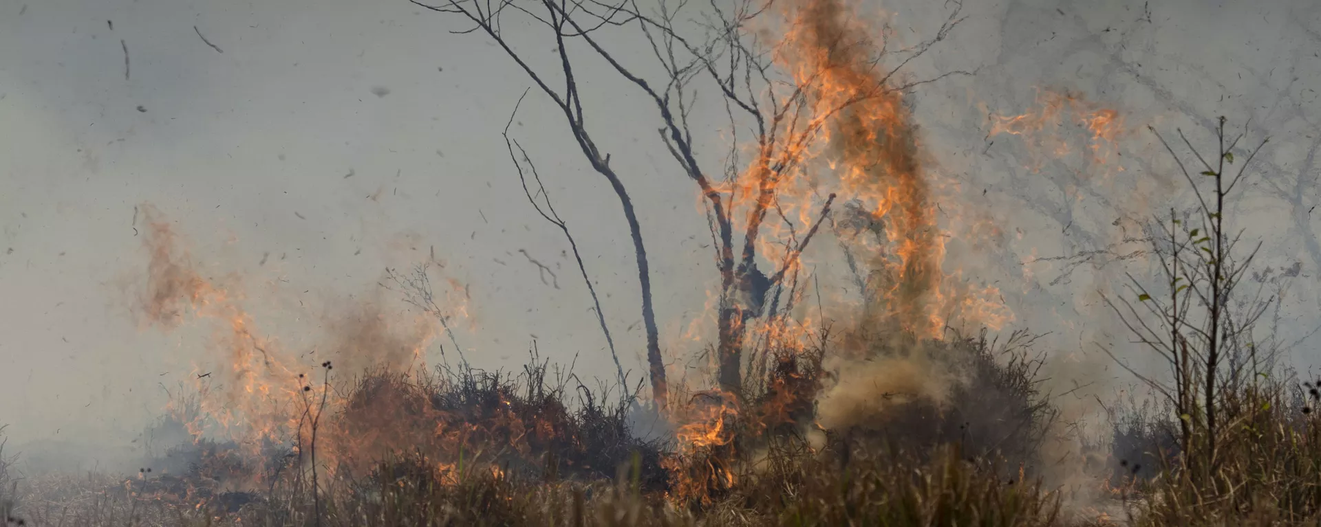 Incendio forestal Incendio forestal - Sputnik Mundo, 1920, 14.10.2022