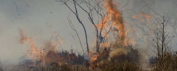 Incendio forestal en la Amazonía brasileña (archivo) - Sputnik Mundo