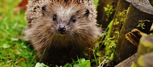 Un erizo - Sputnik Mundo