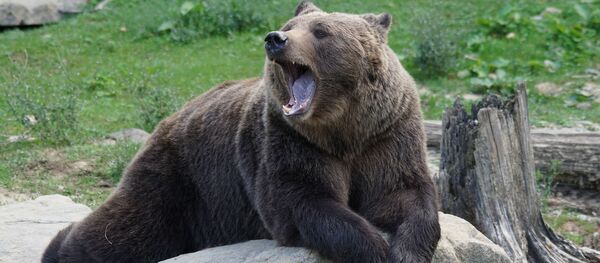 Un oso pardo - Sputnik Mundo