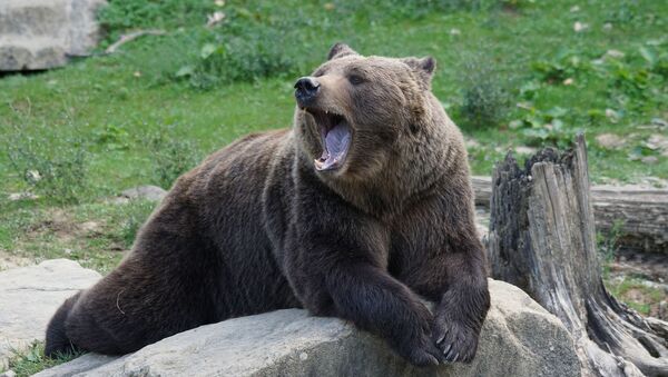 Un oso pardo - Sputnik Mundo