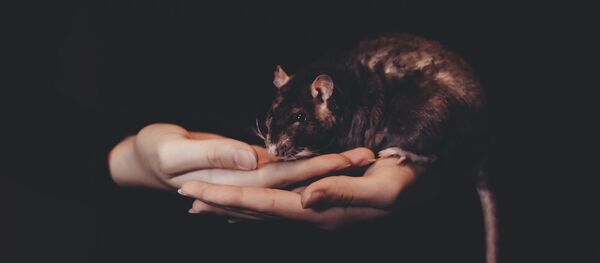 Una rata - Sputnik Mundo