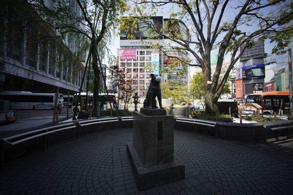 La estatua de Hachiko, un perro japonés Akita, tiene puesto un tapaboca. Está cerca de la estación de Shibuya, en Tokio - Sputnik Mundo