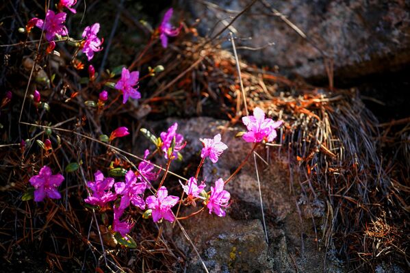 El lago Baikal se despierta en primavera - Sputnik Mundo