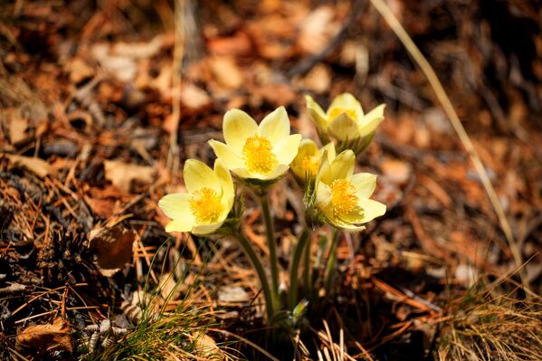 El lago Baikal se despierta en primavera - Sputnik Mundo