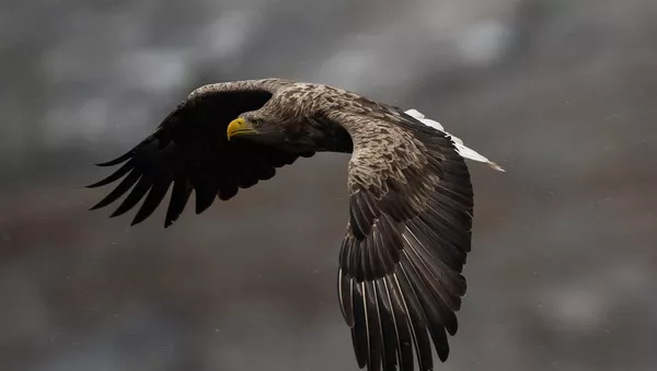 Un águila de cola blanca