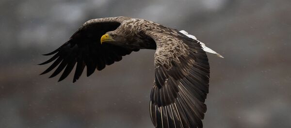 Un águila de cola blanca - Sputnik Mundo