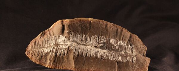 Un fósil de una planta - Sputnik Mundo