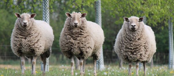 Ovejas (imagen referencial) - Sputnik Mundo