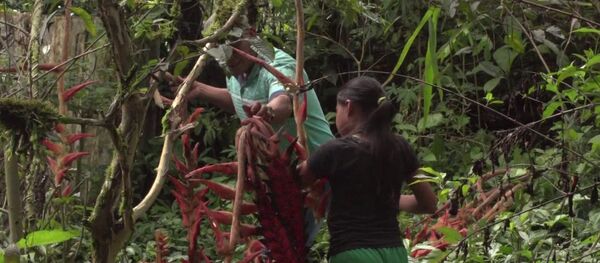 Indígenas del pueblo Awá - Sputnik Mundo