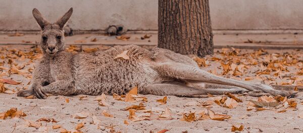 Un canguro - Sputnik Mundo
