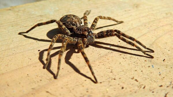 Una araña lobo - Sputnik Mundo