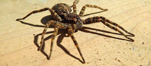 Una araña lobo - Sputnik Mundo