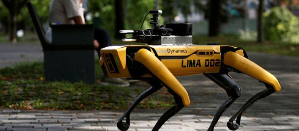 El perro robótico Spot patrulla un parque de Singapur - Sputnik Mundo