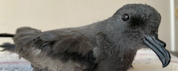 Golondrina de mar rescatada - Sputnik Mundo