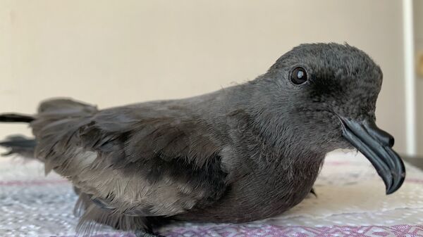 Golondrina de mar rescatada - Sputnik Mundo