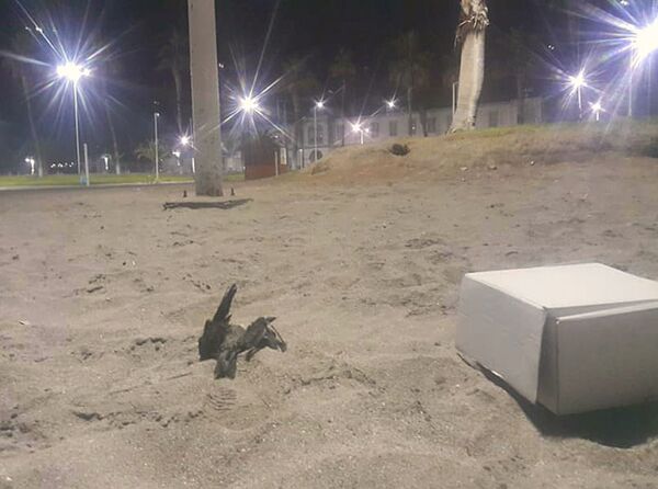 Qué es la contaminación lumínica que causa un desastre ambiental al norte de Chile - Sputnik Mundo