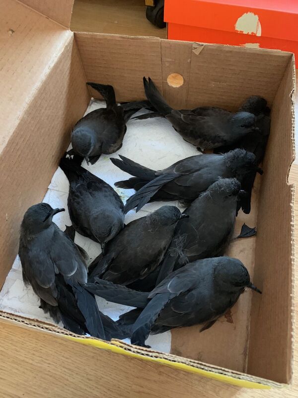 Qué es la contaminación lumínica que causa un desastre ambiental al norte de Chile - Sputnik Mundo