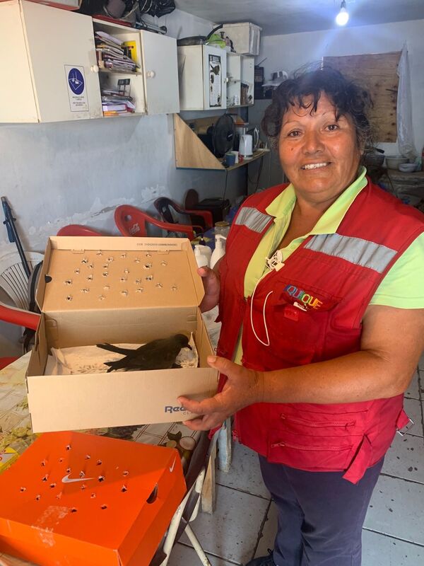 Qué es la contaminación lumínica que causa un desastre ambiental al norte de Chile - Sputnik Mundo