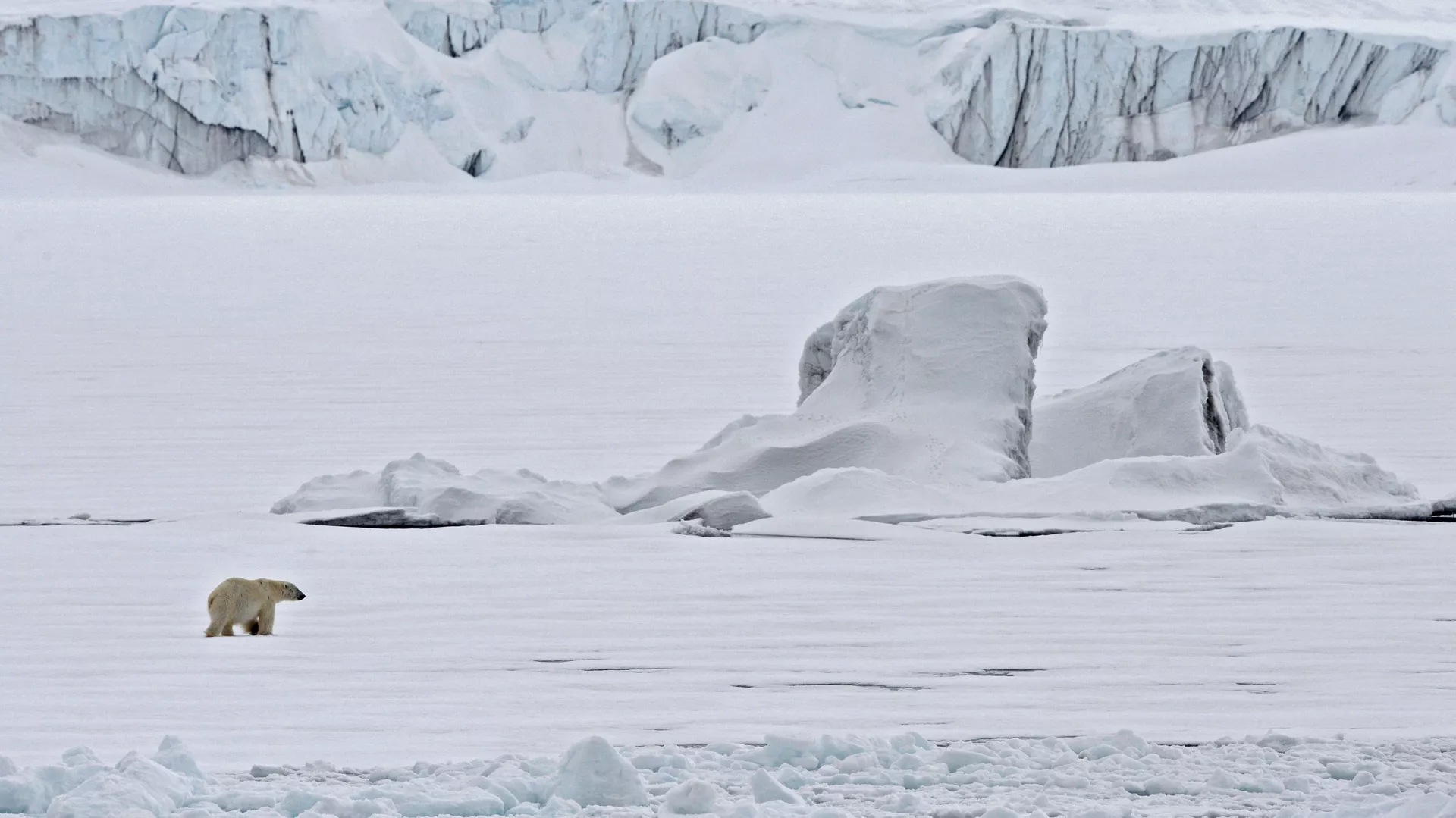 Un oso polar en un témpano de hielo en el Océano Ártico