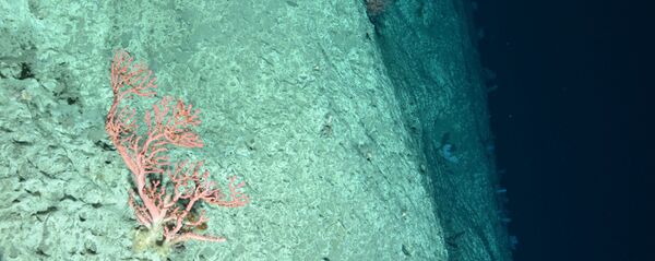 Fondo del mar (imagen referencial) - Sputnik Mundo