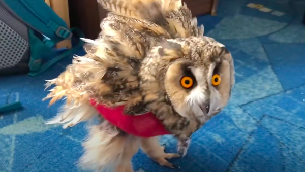 El búho que maúlla como un gato - Sputnik Mundo