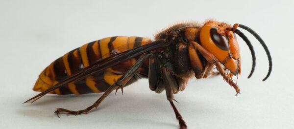 Avispón asiático gigante  - Sputnik Mundo