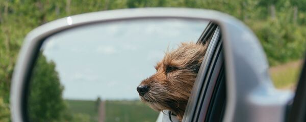 Un perro en un coche - Sputnik Mundo