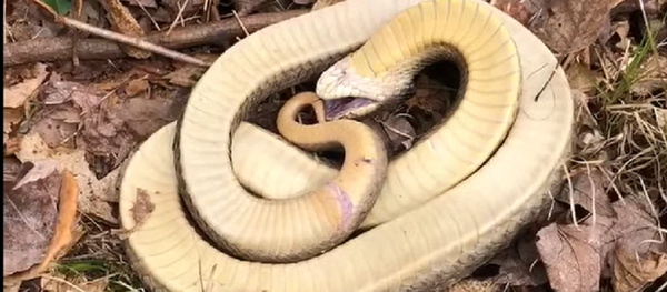 ¿Viva o muerta? Esta serpiente se podría llevar un Oscar a mejor actuación - Sputnik Mundo