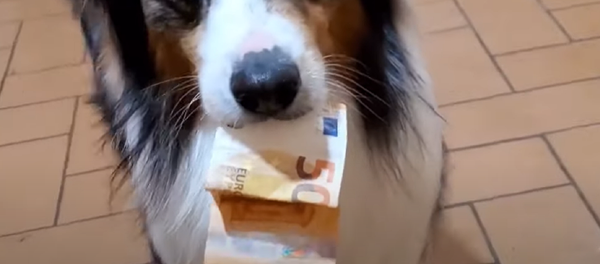 A este perro el dinero le importa más que unas salchichas A este perro el dinero le importa más que unas salchichas - Sputnik Mundo