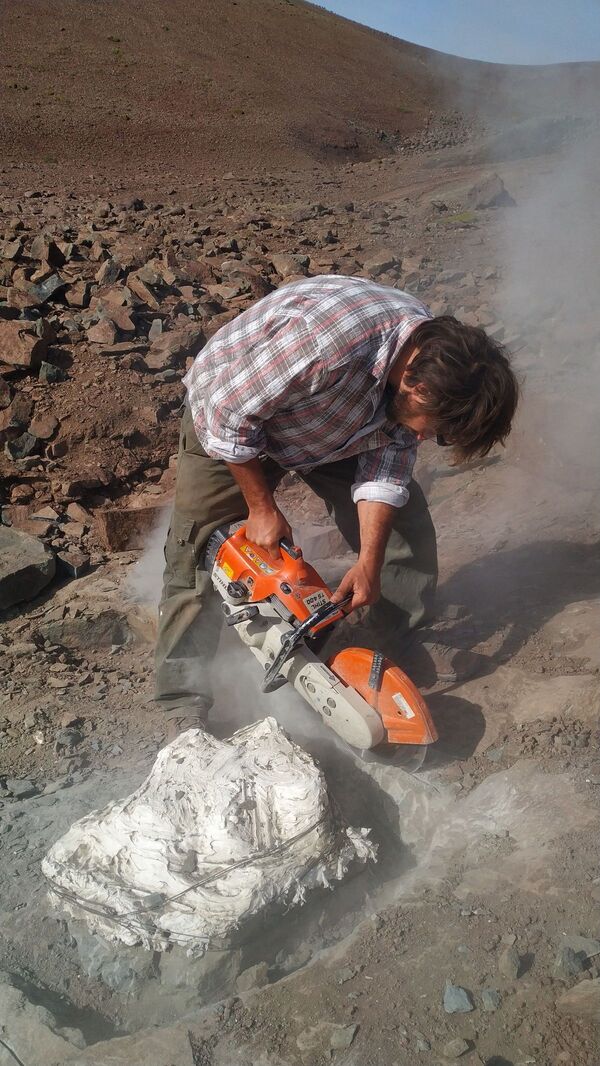 Hallan un megarraptor de 10 metros de hace 70 millones de años en Argentina  - Sputnik Mundo