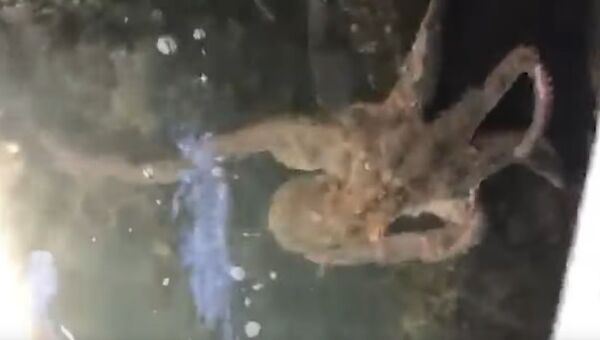 Delfines y ahora… pulpos: los canales de Venecia no dejan de sorprendernos - Sputnik Mundo