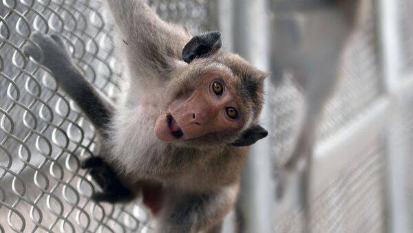 Un macaco - Sputnik Mundo