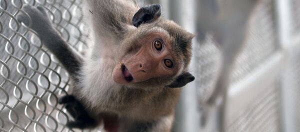 Un macaco Un macaco - Sputnik Mundo