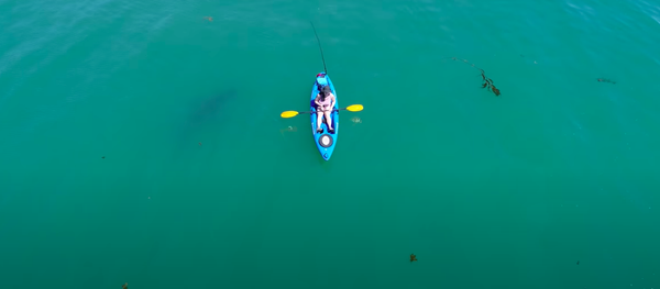 Salvado por el azar: un tiburón blanco le perdona la vida a un kayakista - Sputnik Mundo