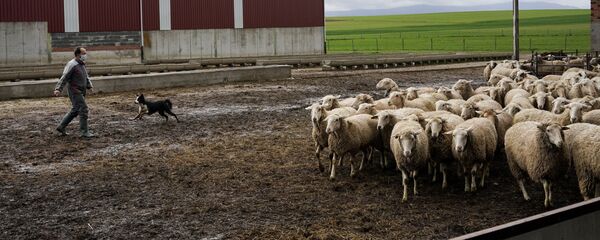 Un ganadero con su rebaño de ovejas durante la crisis del coronavirus en el Bercial Un ganadero con su rebaño de ovejas durante la crisis del coronavirus en el Bercial - Sputnik Mundo