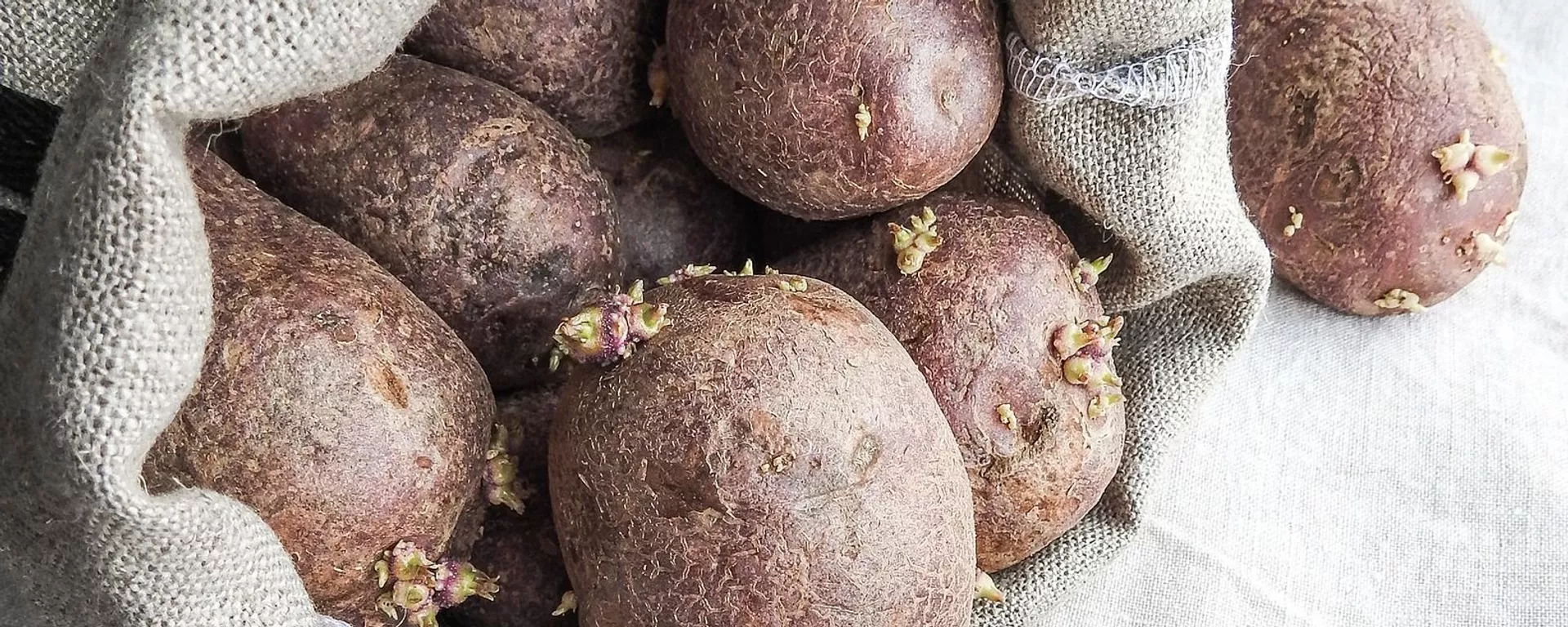 Patatas viejas Patatas viejas - Sputnik Mundo, 1920, 03.08.2021