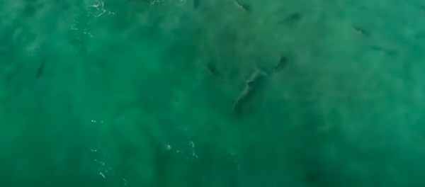 Así los tiburones martillo cazan a otros depredadores - Sputnik Mundo