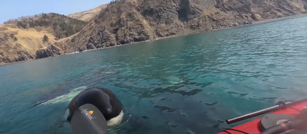 Ese momento en el que te rodean tres orcas - Sputnik Mundo