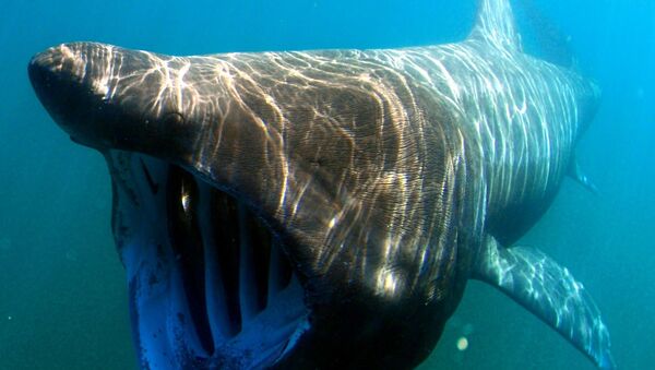 Un tiburón peregrino (archivo) Un tiburón peregrino (archivo) - Sputnik Mundo