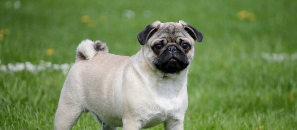 Un pug (imagen referencial) - Sputnik Mundo