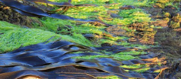 Algas marinas - Sputnik Mundo