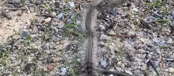 El preocupante presagio que oculta esta procesión de orugas en Australia - Sputnik Mundo