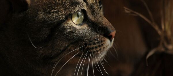 Un gato - Sputnik Mundo