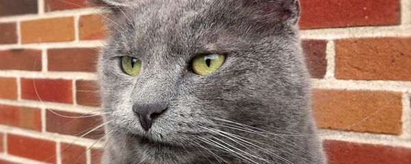 Gato enfadado, molesto, incómodo - Sputnik Mundo