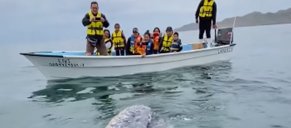 El tierno momento en el que unas amistosas ballenas se acercan a un bote - Sputnik Mundo