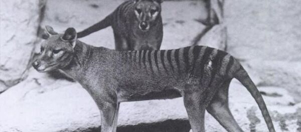 Tigres de Tasmania - Sputnik Mundo