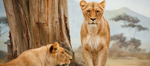 Dos leonas  - Sputnik Mundo