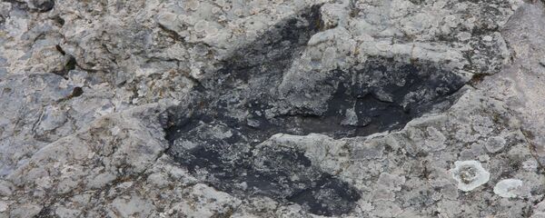 Huella de un dinosaurio (imagen referencial) - Sputnik Mundo